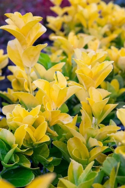 Бруслина японська Ел Дорадо|Euonymus japonicus ’El Dorado’|Бересклет японский Ел Дорадо